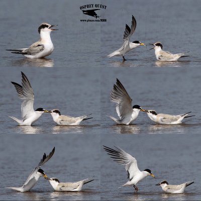 _MG_3210-20 Least Tern.jpg