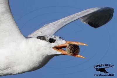 Royal Tern catching and transporting tetraodontiform