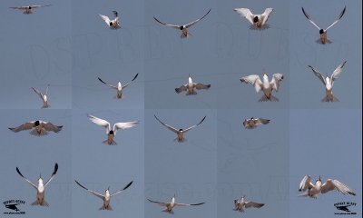 Least Tern -  aerial dispute