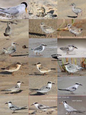 Least Tern - growth and plumages during first year of life