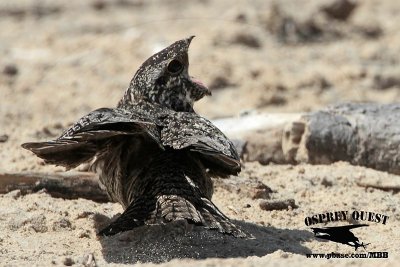 _MG_2036 Common Nighthawk attacked by Least Tern.jpg