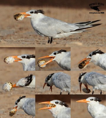 Royal Tern manipulating and swallowing tetraodontiform