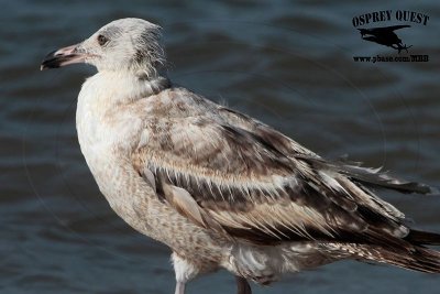 _MG_1309 American Herring Gull.jpg