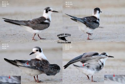 Black Tern_1239 34 41 45 082213 HY.jpg