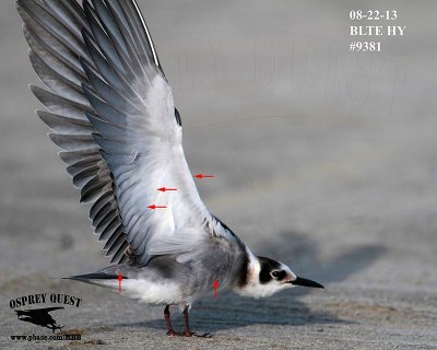 _MG_9381 Black Tern HY.jpg