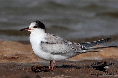 _MG_1812 Common Tern HY.jpg