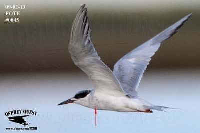 Forster’s Tern with gray body feathers
