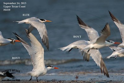 _MG_6410 Elegant Tern vs Royal Terns.jpg