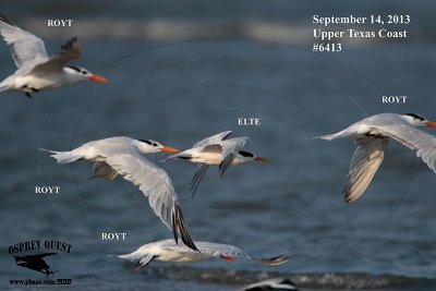 _MG_6413 Elegant vs Royal Tern.jpg