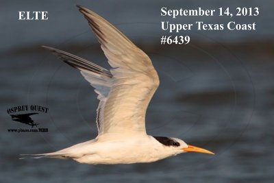 _MG_6439 Elegant Tern.jpg