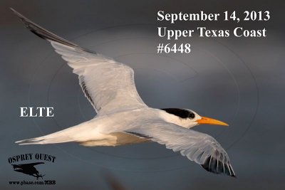 _MG_6448 Elegant Tern.jpg