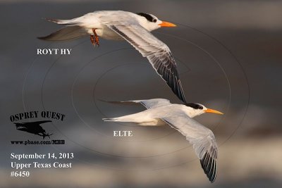 _MG_6450 Elegant Tern vs Royal Tern HY.jpg