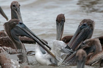 Brown Pelicans attacking Laughing Gull