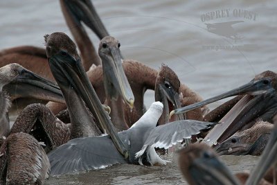 _MG_2444 Brown Pelican attacking Laughing Gull.jpg