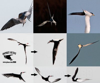 Playing with the wind; incredible aerial acrobats: terns and skimmers 