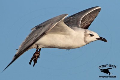 Laughing Gull with fishing line - UTC - October 5, 2013