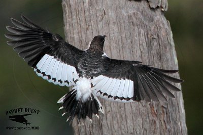 _MG_8862 Red-headed Woodpecker.jpg