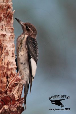 _MG_9054 Red-headed Woodpecker.jpg