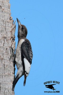 _MG_9099 Red-headed Woodpecker.jpg