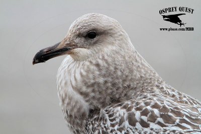 Ruff Gull