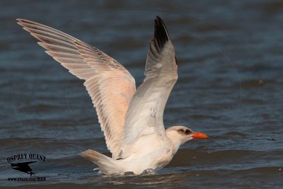 _MG_3640 Caspian Tern HY.jpg