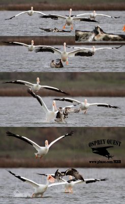 Osprey robbed by American White Pelican.jpg