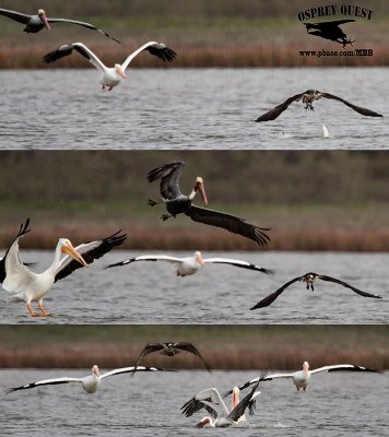 Osprey robbed by Brown and American White Pelican.jpg