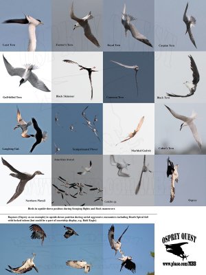 Least, Forster’s, Gull-billed, Caspian, Royal and Black Tern, Black Skimmer, Osprey and other birds flying upside-down 