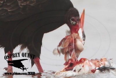 Turkey Vulture feeding on Caspian Tern and American Herring Gull carcasses