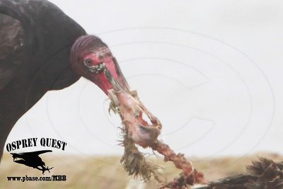 _MG_8969CROP Turkey Vulture eating American Herring Gull carcass.jpg