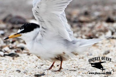 Least Tern - birds oiled during Galveston Bay oil spill