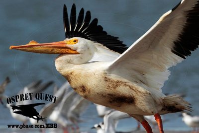 American White Pelican - birds oiled during Galveston Bay oil spill