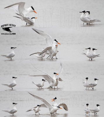 Sandwich Tern stubbing and biting Royal’s butt during copulation