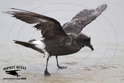 _MG_3308 Grants Storm-Petrel.jpg