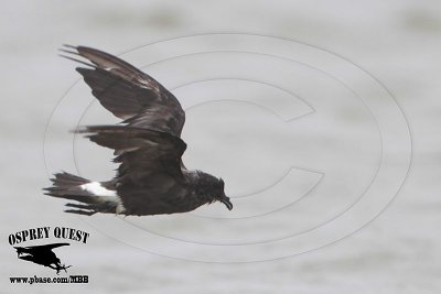 _MG_3398 Grant's Storm-Petrel.jpg