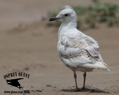 Kumlien's gull_MG_4597.jpg