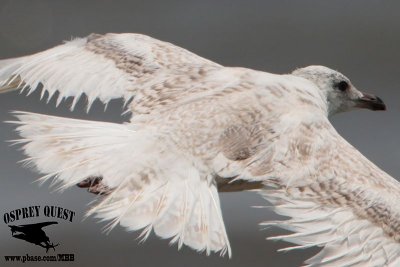 Kumlien's gull_MG_4705.jpg