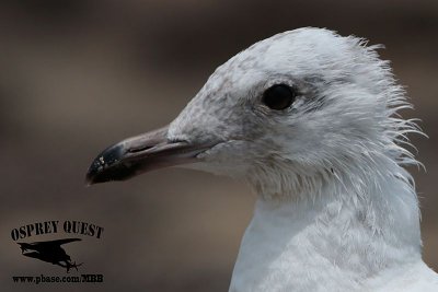 Kumlien's gull_MG_4786.jpg