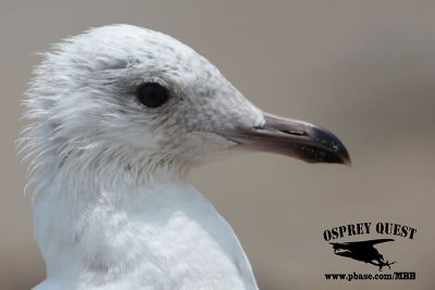 Kumlien's gull_MG_4855.jpg