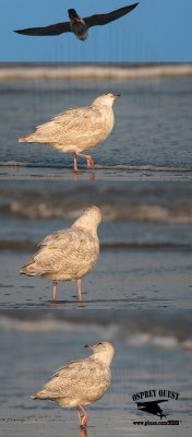 Kumlien's gull watching Peregrine Falcon.jpg