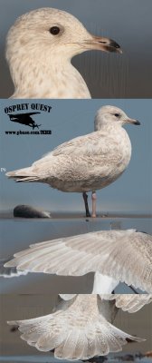 Kumlien's gull.jpg