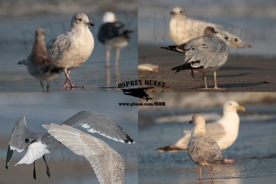 Kumlien's gull vs. LAGU RBGU LBBG and HERG.jpg