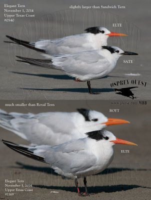 Elegant Tern vs SATE and ROYT.jpg