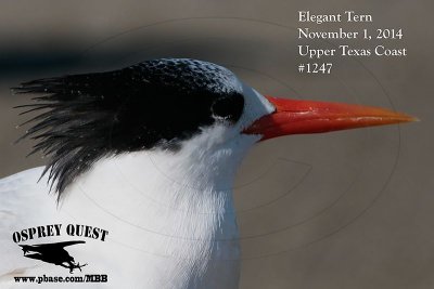 _MG_1247 Elegant Tern.jpg