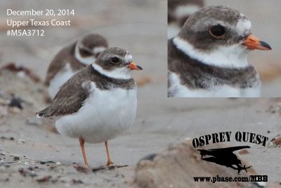 Semipalmated Plover with orange bill - December 20, 2014