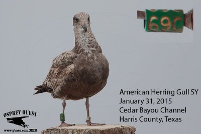 American Herring Gull - green alphanumeric band # 69C