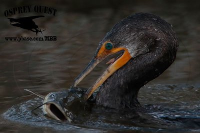 _M5A0765 Double-crested Cormorant.jpg