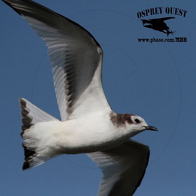 _MG_5718 Sabine's Gull.jpg