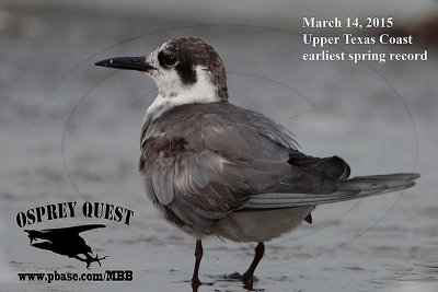 Black Tern - Upper Texas Coast - March 14, 2015 - my earliest spring record
