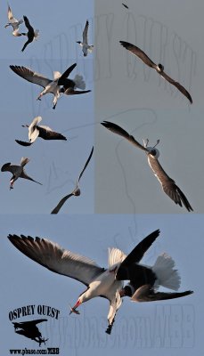 Laughing Gull attacking Black Skimmer when flying upside-down.jpg